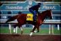 2016 Breeders' Cup Classic: The Latest Odds and Trackside Chatter on California Chrome and Arrogate 2016 Breeders' Cup Classic: The Latest Odds and Trackside Chatter on California Chrome and Arrogate