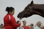 Meet the horses at The Preakness Stakes Meet the horses at The Preakness Stakes