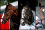 Meet the 2019 Belmont Stakes Contenders Meet the 2019 Belmont Stakes Contenders