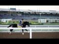 Breeders' Cup 2014: Meet the Contenders Breeders' Cup 2014: Meet the Contenders