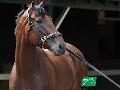 American Pharoah to Target 2015 Breeders' Cup Classic at Keeneland American Pharoah to Target 2015 Breeders' Cup Classic at Keeneland