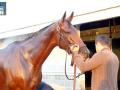 2015 Breeders Cup Classic Contender Beholder - Interview with Richard Mandella 2015 Breeders Cup Classic Contender Beholder - Interview with Richard Mandella