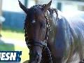 Exaggerator Odds-On Favorite To Win Belmont Stakes Exaggerator Odds-On Favorite To Win Belmont Stakes