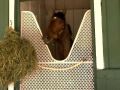 Lukas likes chances with Preakness 2018 longshots Lukas likes chances with Preakness 2018 longshots
