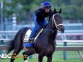 How to bet the 2019 Preakness Stakes How to bet the 2019 Preakness Stakes