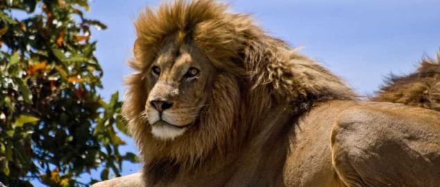 Southeastern Louisiana Football Schedule - 2020 Lions Season Southeastern Louisiana Football Schedule - 2020 Lions Season